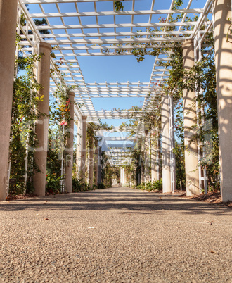 Rose garden trellis path