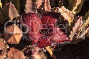 Red flower blooms on a Stapelia gigantea cactus