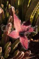 Red flower blooms on a Stapelia gigantea cactus