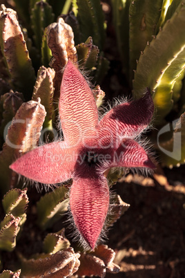 Red flower blooms on a Stapelia gigantea cactus