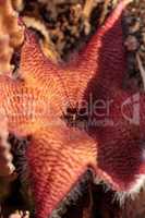 Red flower blooms on a Stapelia gigantea cactus