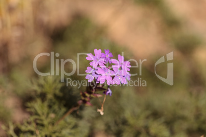 Tiny purple Lantana flowers