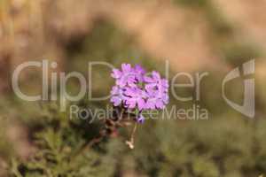 Tiny purple Lantana flowers