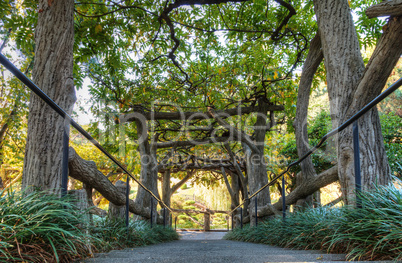 Wisteria Garden path