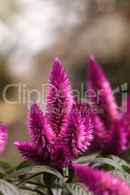 Purple pink flower of Celosia