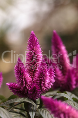 Purple pink flower of Celosia