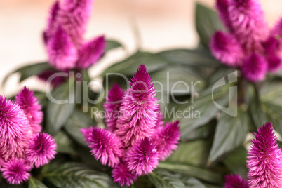 Purple pink flower of Celosia