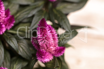 Purple pink flower of Celosia