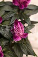 Purple pink flower of Celosia