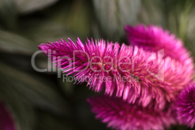 Purple pink flower of Celosia