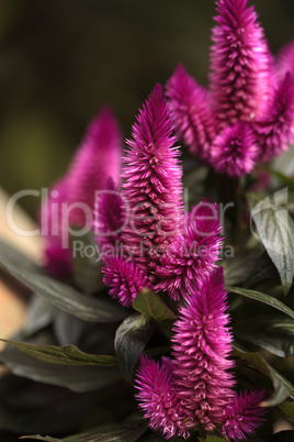 Purple pink flower of Celosia