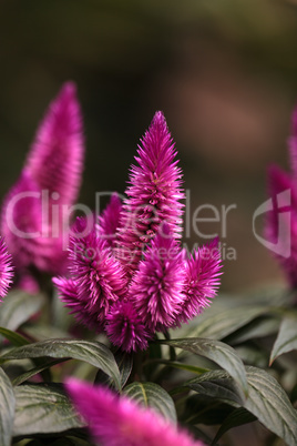 Purple pink flower of Celosia