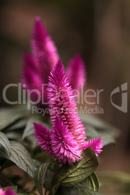 Purple pink flower of Celosia