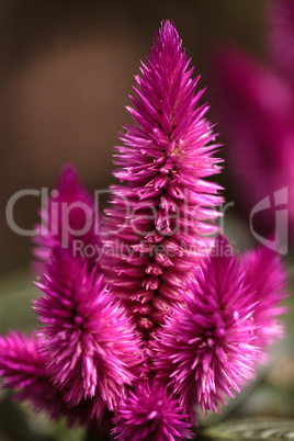 Purple pink flower of Celosia