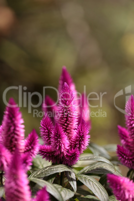 Purple pink flower of Celosia