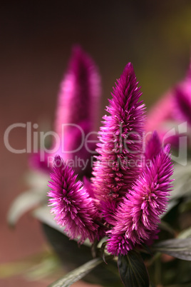 Purple pink flower of Celosia