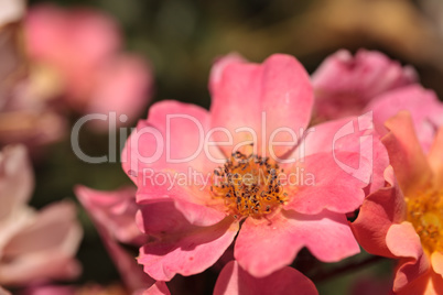 Happy Chappy pink apricot rose