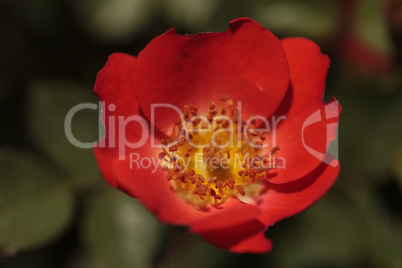 Red Miniature Floribunda Rose Gizmo Rosa flower