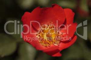 Red Miniature Floribunda Rose Gizmo Rosa flower