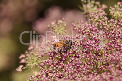 Honeybee, Apis mellifera, gathers pollen