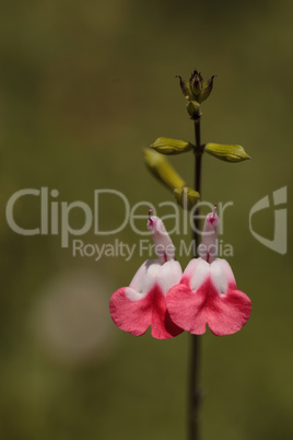 hot lips salvia flowers, Salvia microphylla