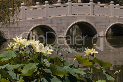 Lotus flower against a bridge