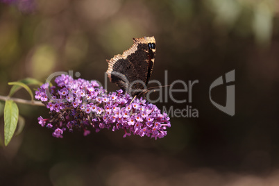 Mourning cloak butterfly, Nymphalis antiopa