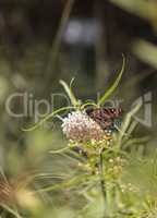 Monarch butterfly, Danaus plexippus