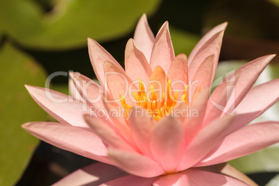 Pink water lily flower