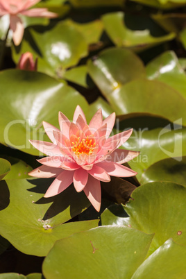 Pink water lily flower