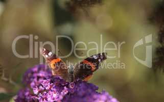 Brown and red admiral butterfly Vanessa atalanta