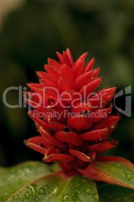Rare red Costus osae tropical flower