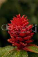 Rare red Costus osae tropical flower