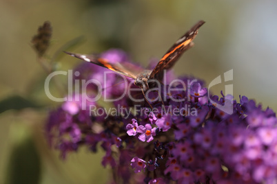 Brown and red admiral butterfly Vanessa atalanta