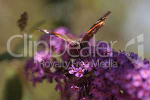 Brown and red admiral butterfly Vanessa atalanta