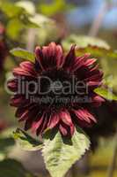 Deep red hedge sunflower Helianthus annuus