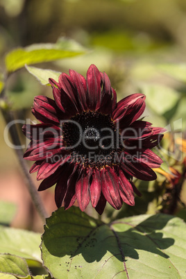 Deep red hedge sunflower Helianthus annuus