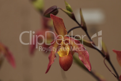 Lady Slipper Orchid flower Paphiopedilum