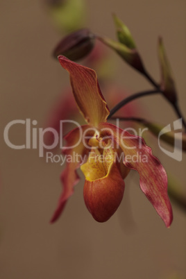 Lady Slipper Orchid flower Paphiopedilum