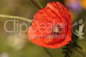 Bright orange poppy Papaver orientale