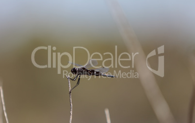 Black saddlebags dragonfly