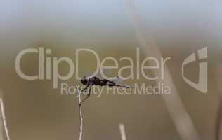 Black saddlebags dragonfly