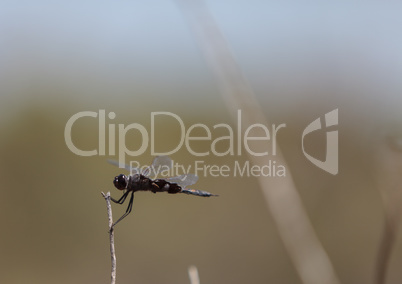 Black saddlebags dragonfly