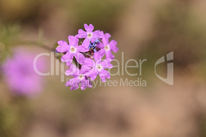 Tiny purple wild flower cluster