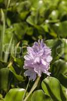 water hyacinth Eichhornia crassipes