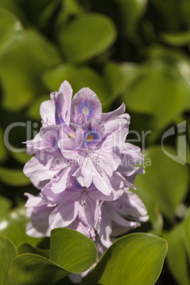 common water hyacinth Eichhornia crassipes