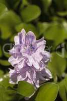 common water hyacinth Eichhornia crassipes