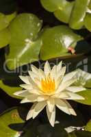 Water lily Nymphaea flower