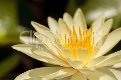 Yellow water lily flower