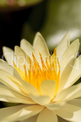 Yellow water lily flower